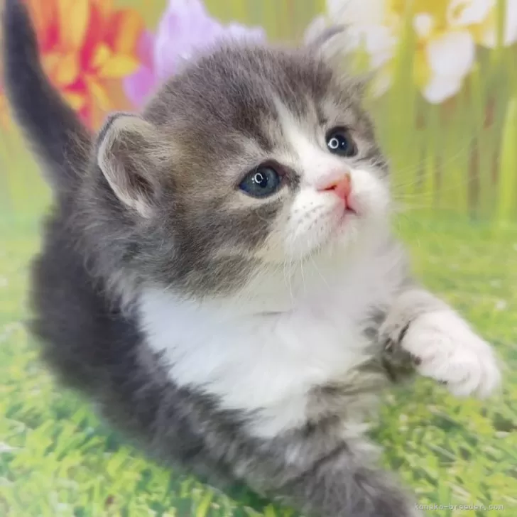 サイベリアン【宮崎県・男の子・2025年11月5日・ブルータビー&amp;ホワイト】の写真1「兄弟の中で一番体が大きい男の子💗」