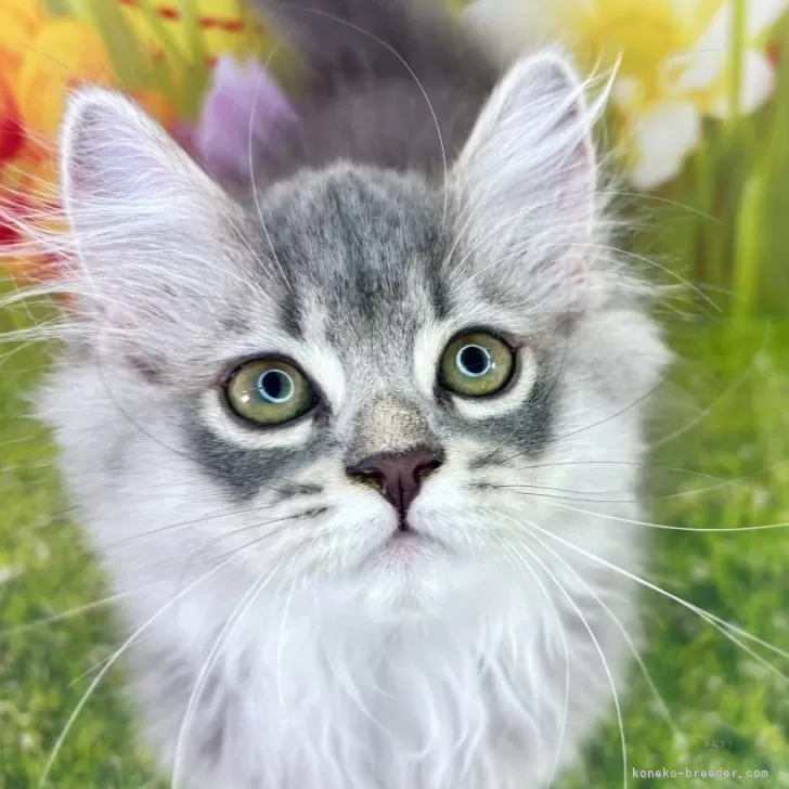 ID：2505-03584の子猫