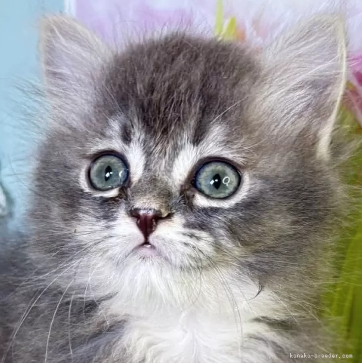ID：2504-02368の子猫