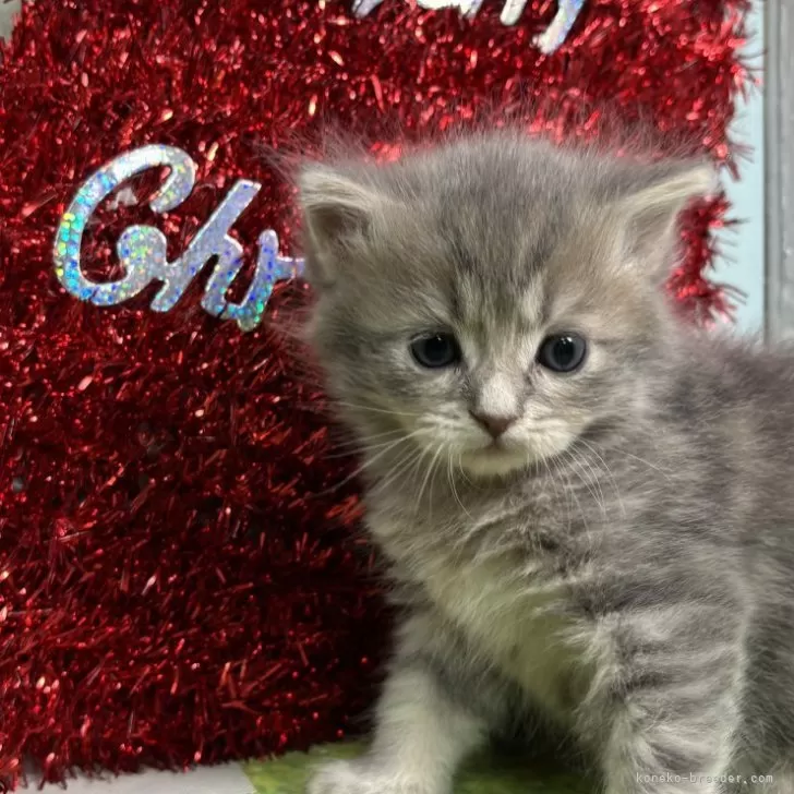 ID:2412-02141の子猫