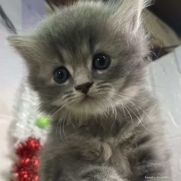 ID：2412-02138の子猫