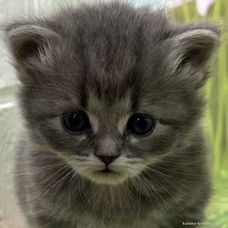 ID：2501-02244の子猫