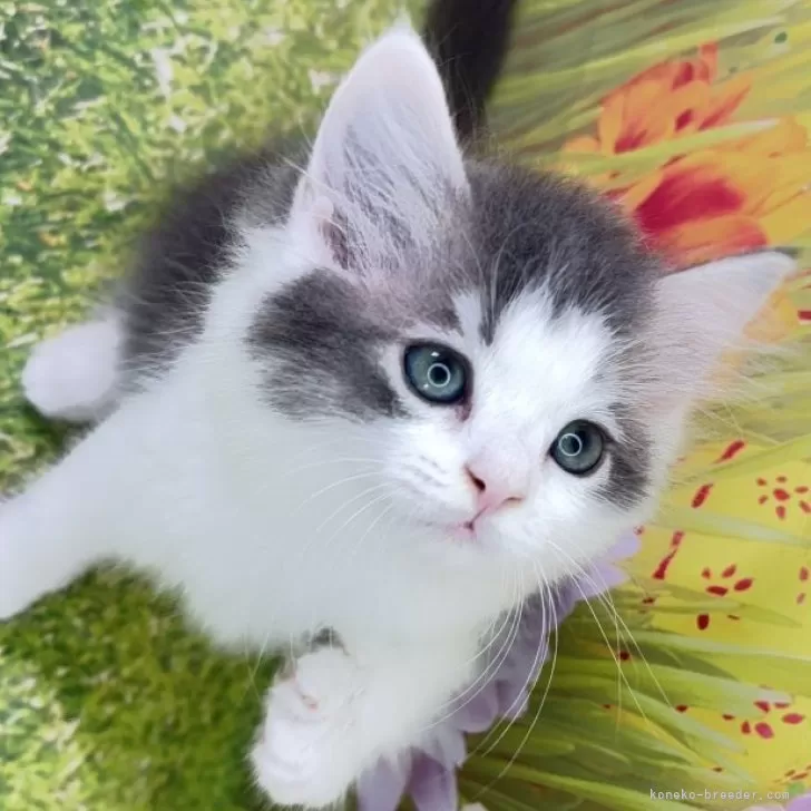 ID:2506-02757の子猫