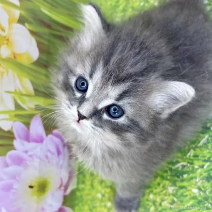ID:2504-02372の子猫