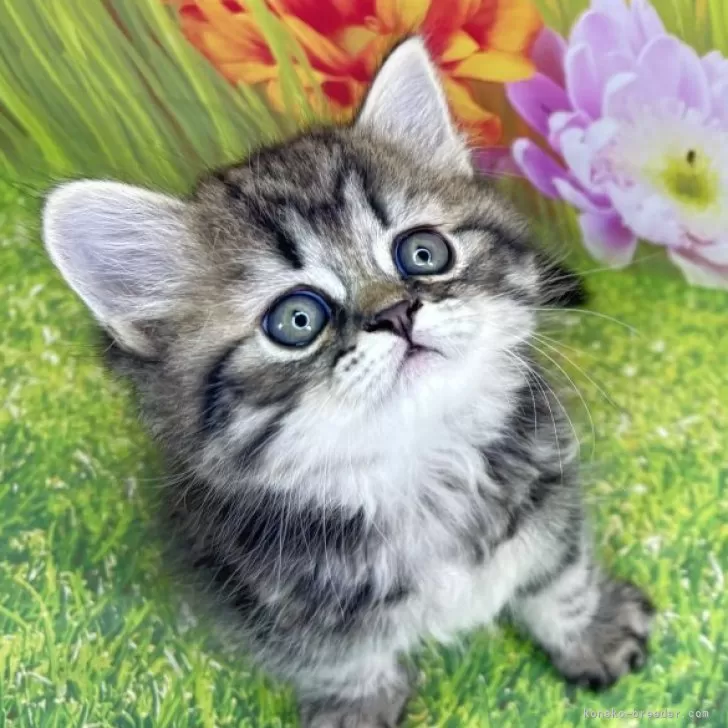 いとー 様のお迎えした子猫