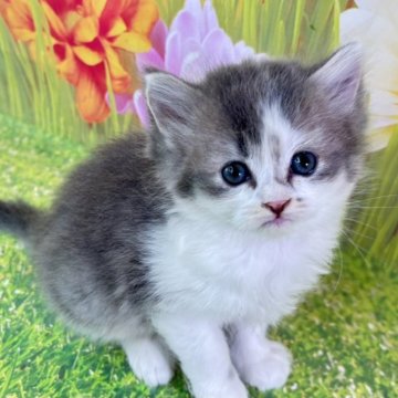 サイベリアン【宮崎県・女の子・2025年9月22日・ブルータビー&ホワイト】の写真「小さな仔猫がもたらす、大きな幸せをあなたに❤」