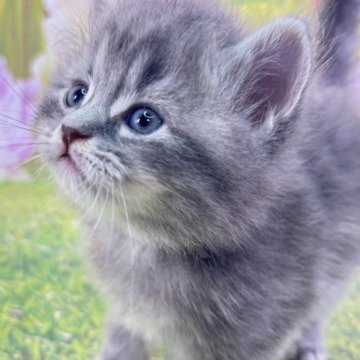 サイベリアン【宮崎県・男の子・2025年9月1日・ブルータビー】の写真「小さい子猫がもたらす、大きな幸せ♥️」