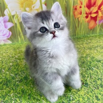 サイベリアン【宮崎県・男の子・2025年10月3日・ブルータビー】の写真「健康優良児❤️健康診断結果はオールクリア❤️」