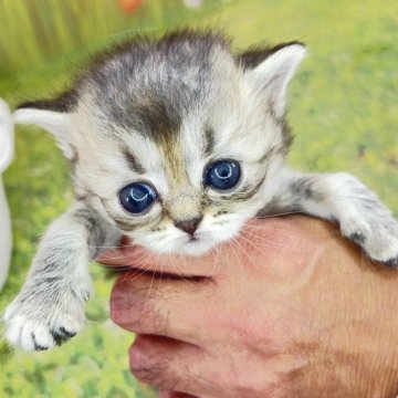 サイベリアン【宮崎県・女の子・2025年10月3日・ブラウンタビー】の写真「ご家族決まりました❤️」