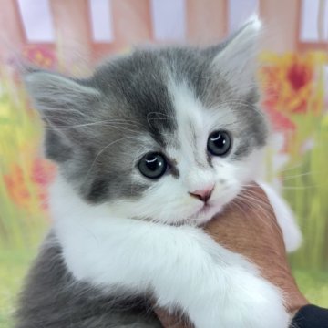 サイベリアン【宮崎県・女の子・2025年9月22日・ブルータビー&ホワイト】の写真「小さな仔猫がもたらす、大きな幸せをあなたに💗」