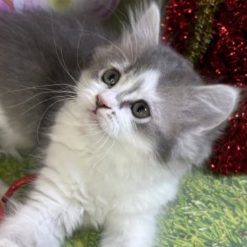 サイベリアン【宮崎県・女の子・2025年9月22日・ブルータビー&ホワイト】の写真「小さな仔猫がもたらす、大きな幸せをあなたに💗」