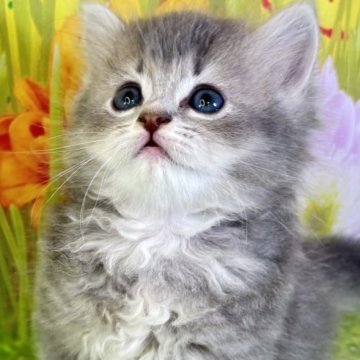 サイベリアン【宮崎県・男の子・2025年4月16日・ブルータビー】の写真「大切に育てた✨️しあわせ✨️をお渡しします🍀」