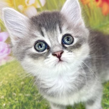 サイベリアン【宮崎県・男の子・2025年10月3日・ブルータビー】の写真「健康診断結果オールクリア❤️健康優良児❤️」