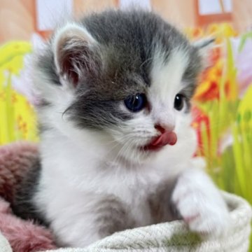 サイベリアン【宮崎県・男の子・2025年5月24日・ブルータビー&ホワイト】の写真「大切に育てた命を、大切な家族へ🍀*゜」