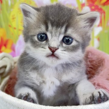 サイベリアン【宮崎県・男の子・2025年3月5日・ブルータビー】の写真「小さい子猫がもたらす、家族の大きな幸せ❤️」