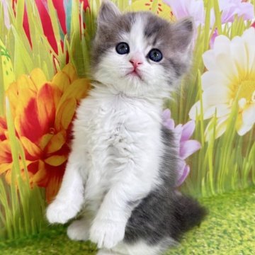 サイベリアン【宮崎県・男の子・2025年11月5日・ブルータビー&ホワイト】の写真「小さな体で大きな愛を❤️家族に迎えませんか？❤️」