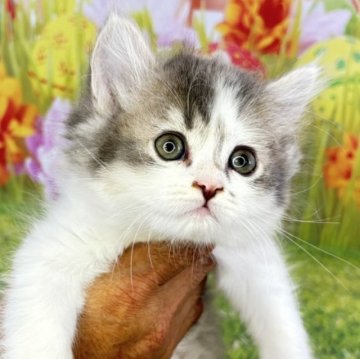 サイベリアン【宮崎県・女の子・2025年9月22日・ブルータビー&ホワイト】の写真「小さな仔猫がもたらす、大きな幸せをあなたに💗」