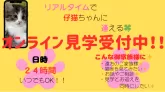 サイベリアン【宮崎県・男の子・2025年11月5日・ブルータビー&ホワイト】の写真4「夕食後のゆったりした時間帯やご就寝前など、ご家族の都合に合わせていつでも見学可能です✨」