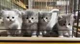 サイベリアン【宮崎県・男の子・2025年4月16日・ブルータビー】の写真8「兄弟達と♥️」