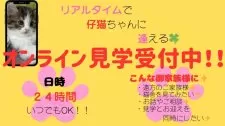 サイベリアン【宮崎県・女の子・2025年3月28日・ブルータビー】の写真9「オンライン見学、いつでも受け付けております♥️お気軽にお問い合わせください✨️」