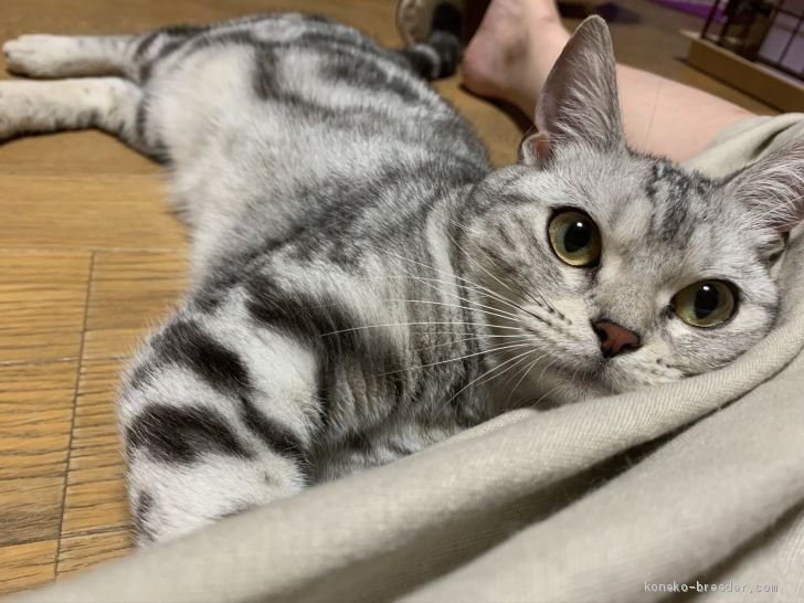 うにの子、こちらも立派なお母ちゃん、つぶみです！｜杉本　沙耶(すぎもと　さあや)ブリーダー(東京都・アメリカンショートヘア・ICC登録)の紹介写真3
