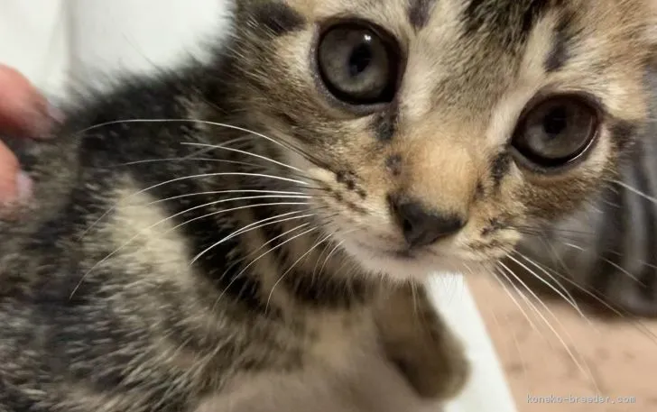 ID:2009-01557の子猫