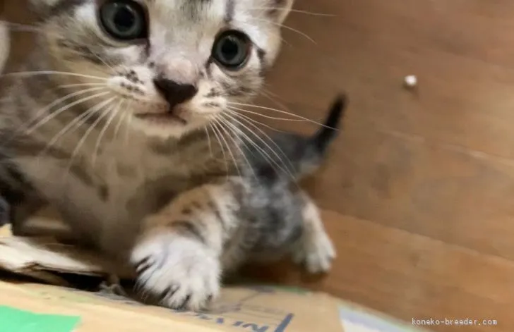 ID：2009-00711の子猫