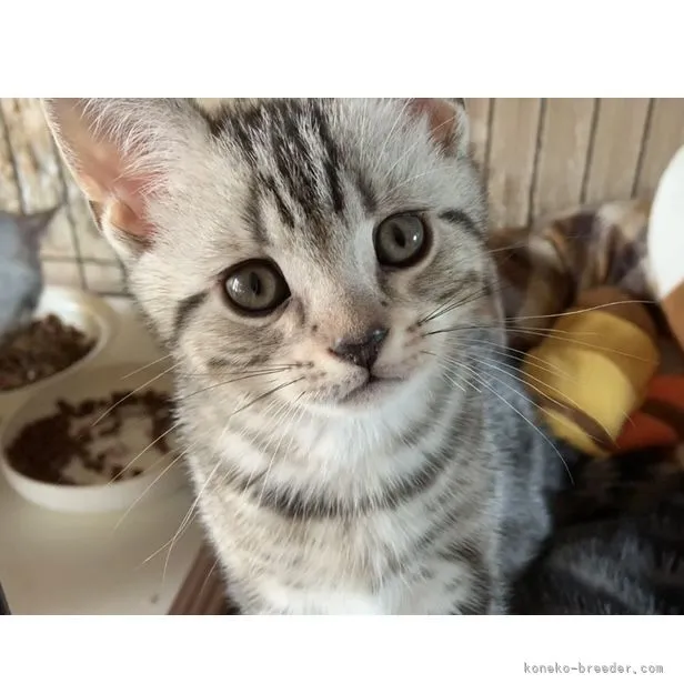 ID：2205-01645の子猫