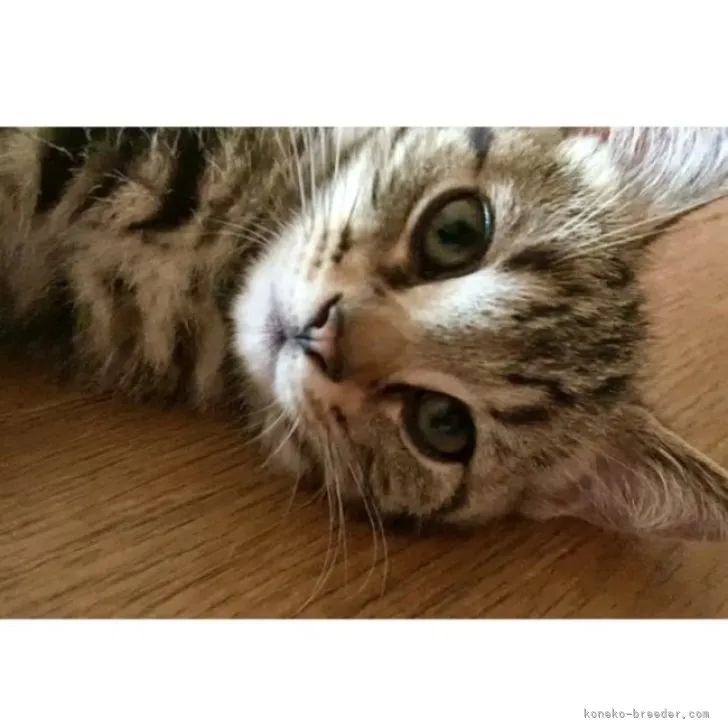 ID:2305-02308の子猫