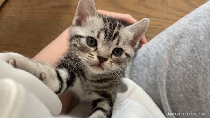atsuko 様のお迎えした子猫