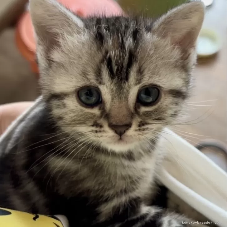 ID:2405-02870の子猫