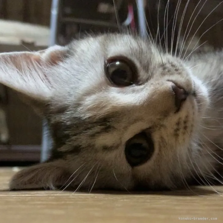 ID:2305-00778の子猫