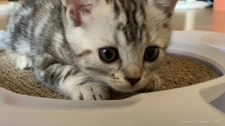 ID:2105-02518の子猫