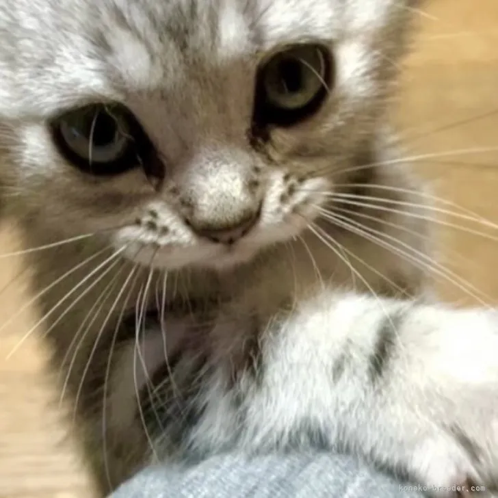 ID:2305-00795の子猫