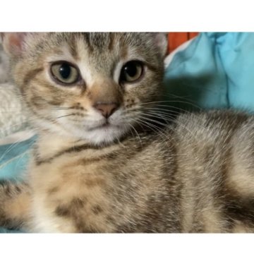 アメリカンショートヘア【東京都・女の子・2023年3月28日・ブラウンパッチドタビー】の写真「とってもびじんなすみれ(^^)」