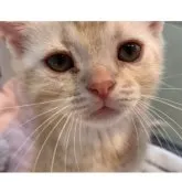 アメリカンショートヘア【東京都・男の子・2023年3月22日・カメオタビー】の写真1「ぬーん！イケメンになったぬーん！」