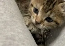 アメリカンショートヘア【東京都・女の子・2020年8月13日・ブラウンパッチドタビー】の写真1