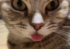 アメリカンショートヘア【・女の子・2020年5月17日・ブラウンパッチドタビー】「いつも出てるべろ(o^^o)笑」