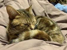 アメリカンショートヘア【・女の子・2020年5月17日・ブラウンパッチドタビー】「さかちゃんはとてもキレイな色してます(o^^o)！！」