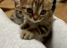 アメリカンショートヘア【東京都・女の子・2020年8月13日・ブラウンパッチドタビー】の写真5「おめめくりくり(о´∀`о)」