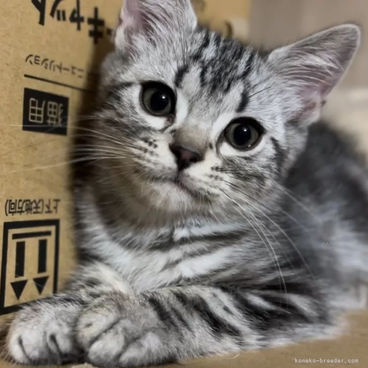 ID：2505-02042の子猫