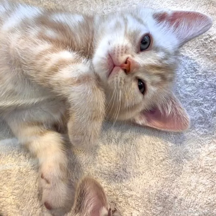 ID:2505-01795の子猫