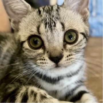 アメリカンショートヘア【東京都・女の子・2025年4月4日・シルバータビー】の写真「眠る時はお腹の上が定位置のお嬢です(^^)」
