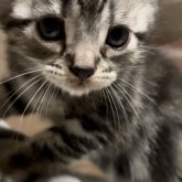 アメリカンショートヘア