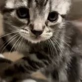 アメリカンショートヘア