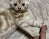 アメリカンショートヘア【東京都・男の子・2025年4月4日・カメオタビー】の写真6