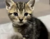 アメリカンショートヘア【東京都・男の子・2025年4月4日・ブラウンタビー】の写真5