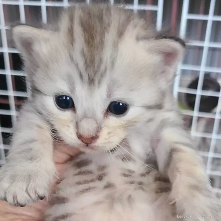 ID:2410-00697の子猫