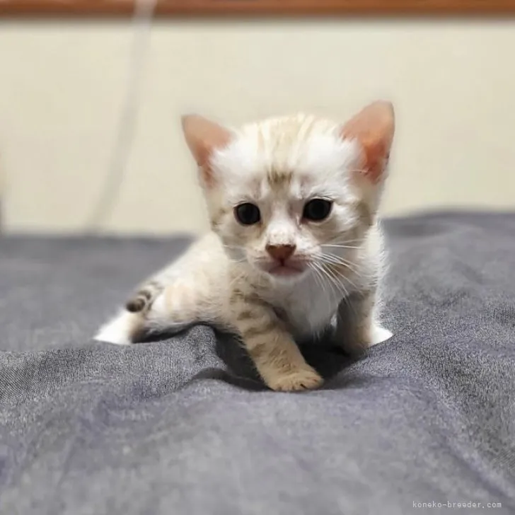 ID:2305-02794の子猫