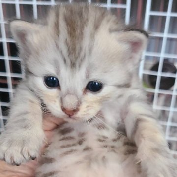 ジェネッタ【北海道・男の子・2024年8月30日・スポッテッドタビー】の写真「ホワイトカラー無しのスポッテッドのみのジェネッタ」